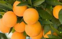 польза апельсинов